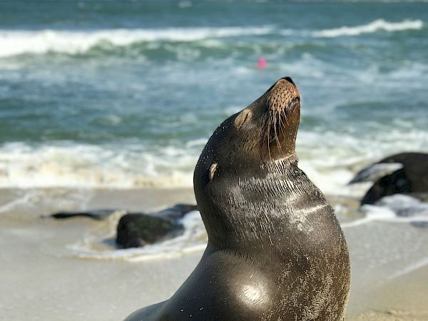 A seal sits upright on a sandy beach, facing the water with its head raised, waves rolling in behind it.