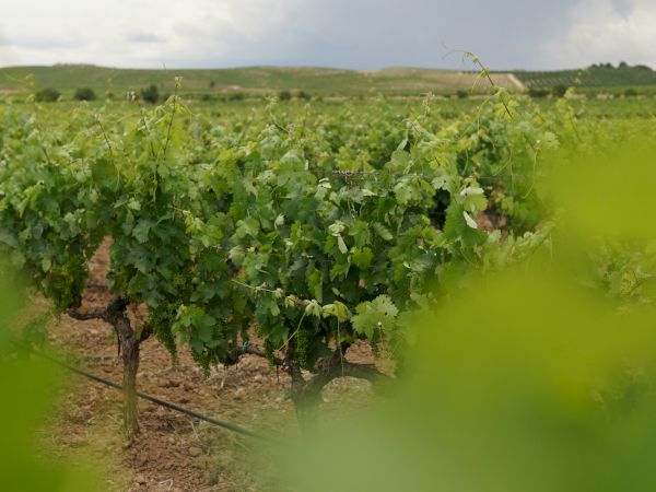 A vineyard with rows of grapevines in a sunlit field, green leaves framing the shot, and distant hills under a partly cloudy sky.