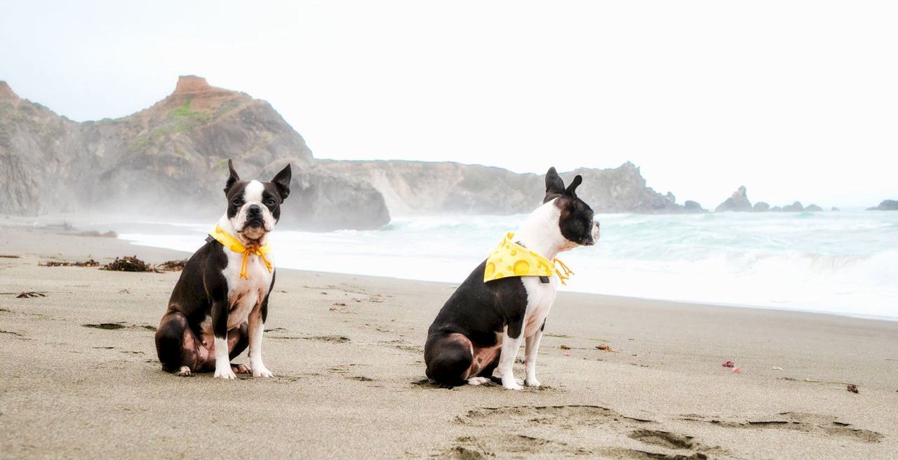 Two bordered collies wearing yellow bandanas sit on a sandy beach with waves and cliffs in the background.