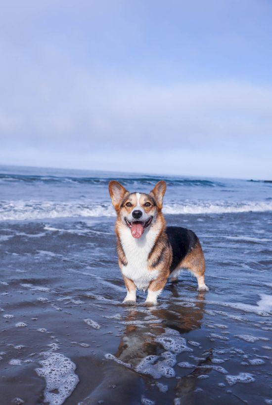 A happy corgi stands in shallow ocean water at the beach, waves rolling in, sky partly cloudy, smiling with a wet coat and reflected splash.